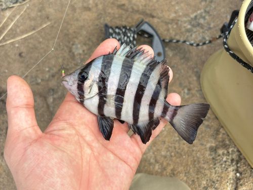 イシダイの釣果
