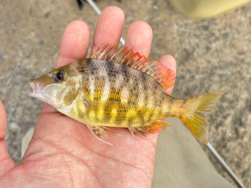 フエフキダイの釣果