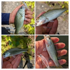 ブラックバスの釣果
