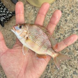 マダイ