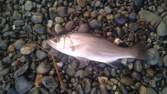 セイゴ（ヒラスズキ）の釣果