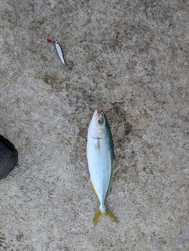 ワカシの釣果