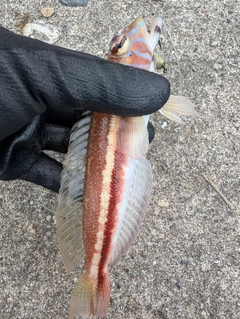 トラギスの釣果