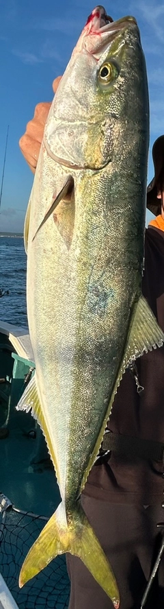 イナダの釣果