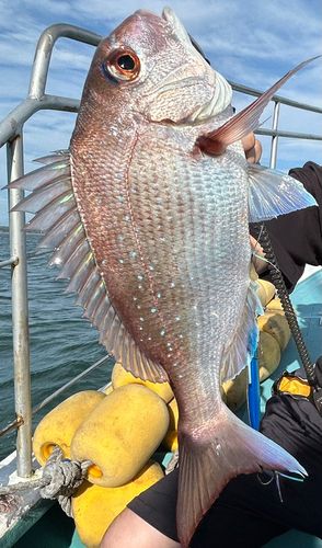 タイの釣果
