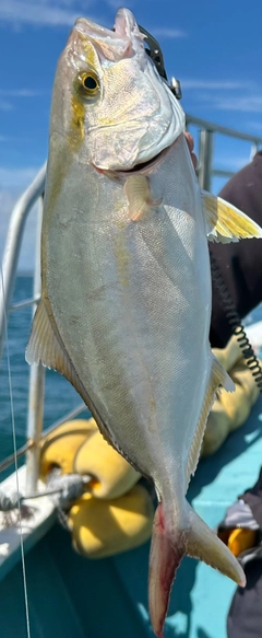 ショゴの釣果