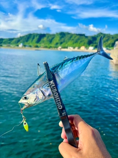 スマカツオの釣果