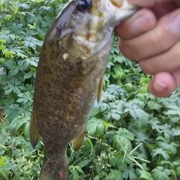 スモールマウスバス