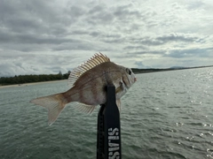 チャリコの釣果