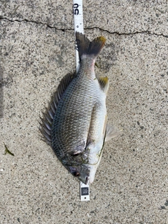 キチヌの釣果