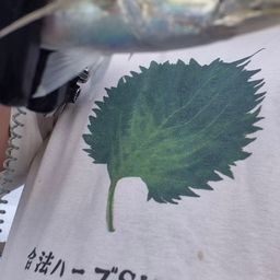 アジ