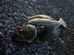 ヒラメの釣果
