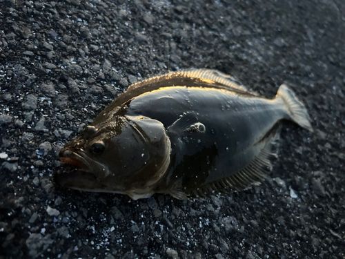 噴火湾