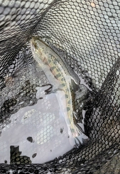 ヤマメの釣果