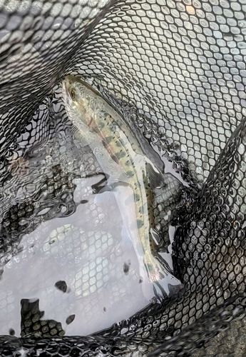 ヤマメの釣果
