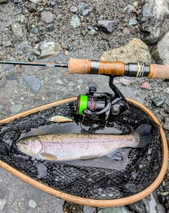 ニジマスの釣果