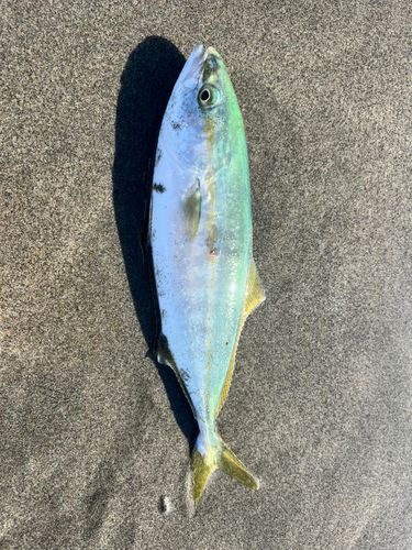 浜野海岸