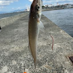 キス