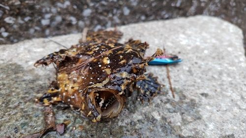 ハナオコゼの釣果