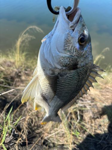 キビレの釣果