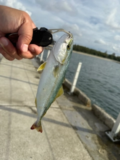 ワカシの釣果