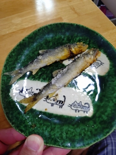 アユの釣果