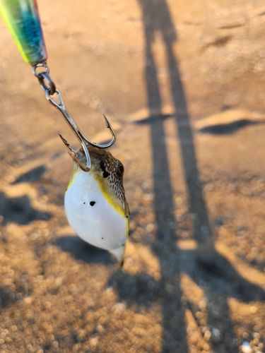 フグの釣果