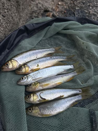 カワムツの釣果