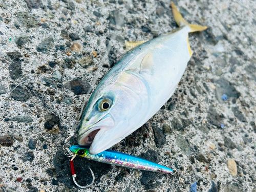 ワカシの釣果