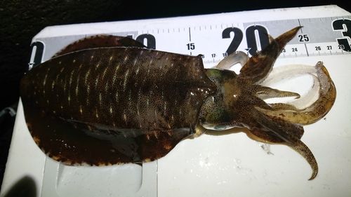 波松海岸