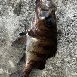 メバル