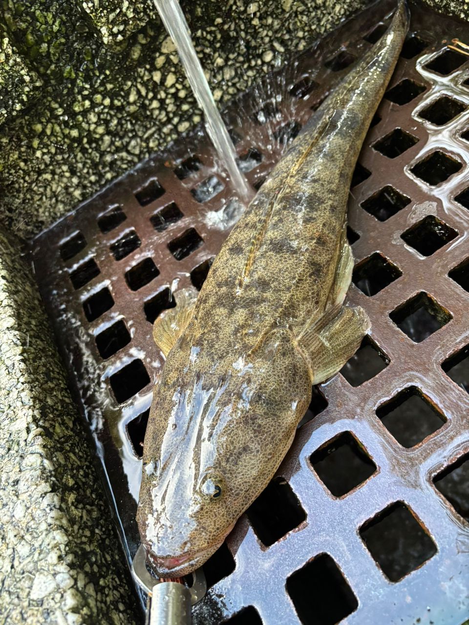マゴチ