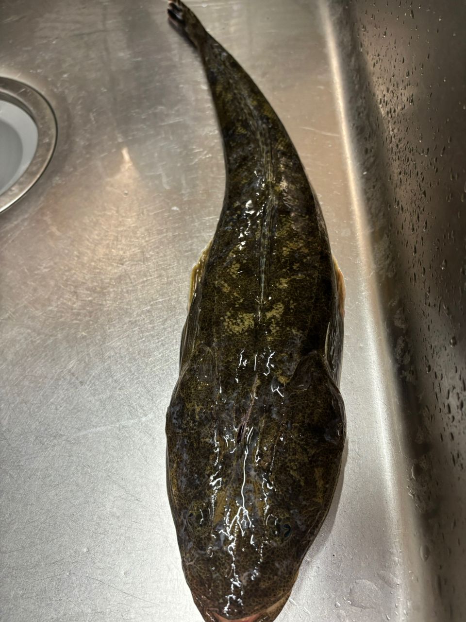 マゴチ