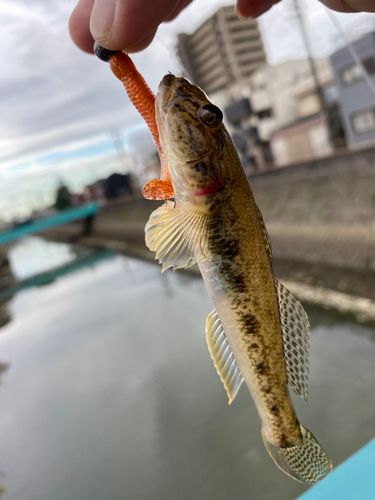 マハゼの釣果