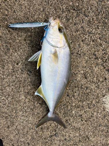 カンパチの釣果