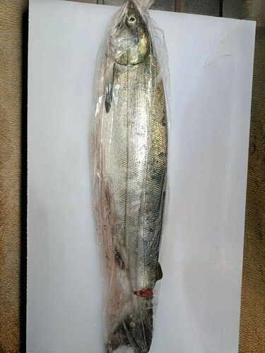 ウグイの釣果