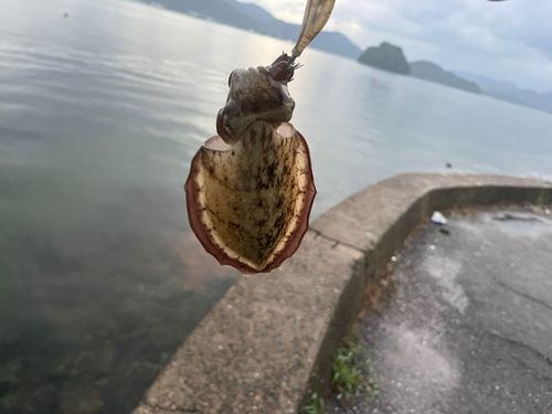 舞鶴湾