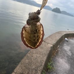 コウイカ