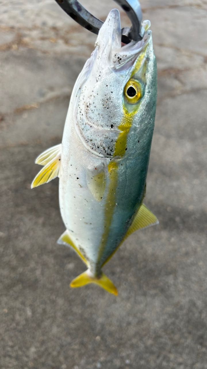 サゴシ