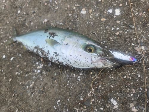 ワカシの釣果