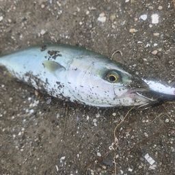 ワカシ