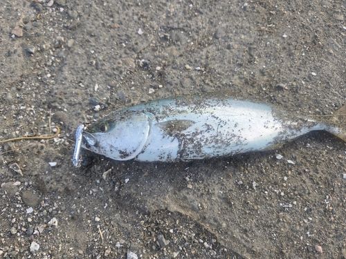 ワカシの釣果