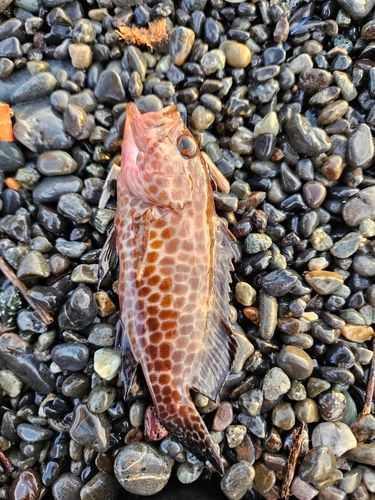 オオモンハタの釣果