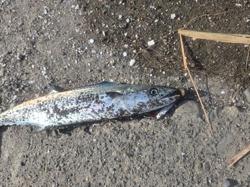 サゴシの釣果