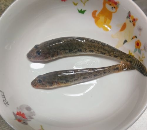 碧南海釣り公園