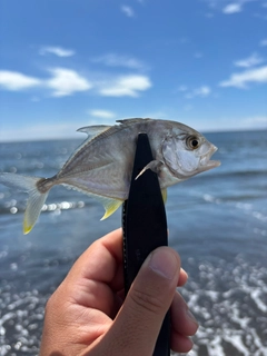 メッキの釣果