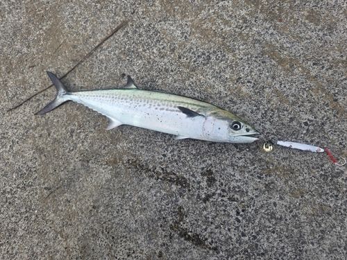 サゴシの釣果