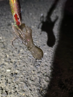 タコの釣果