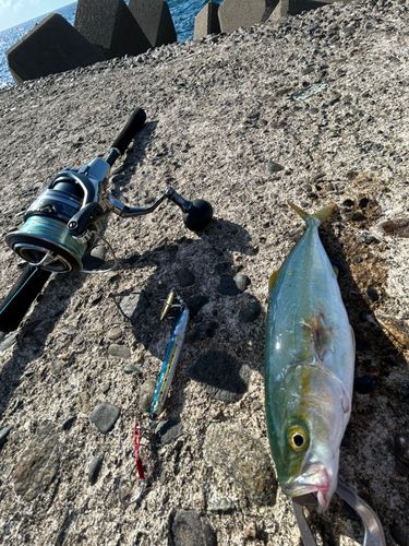 ツバスの釣果