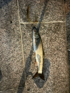 ウグイの釣果